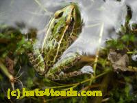 /home//u458753944/public_html/sourcegallery///Frogs/Mixed frogs/DSCN3376.JPG